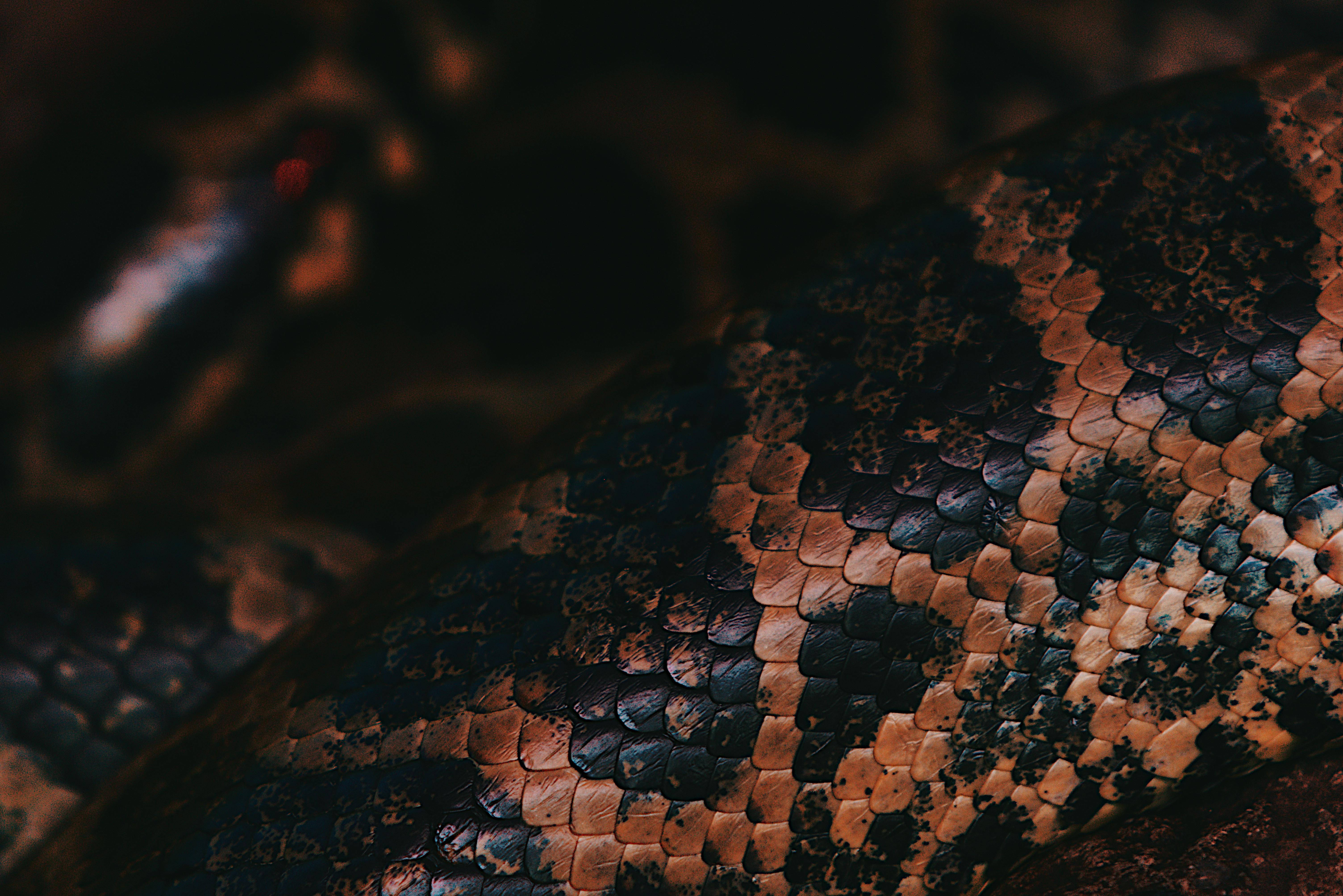 бесплатная Бесплатное стоковое фото с python, viper, анаконда Стоковое фото