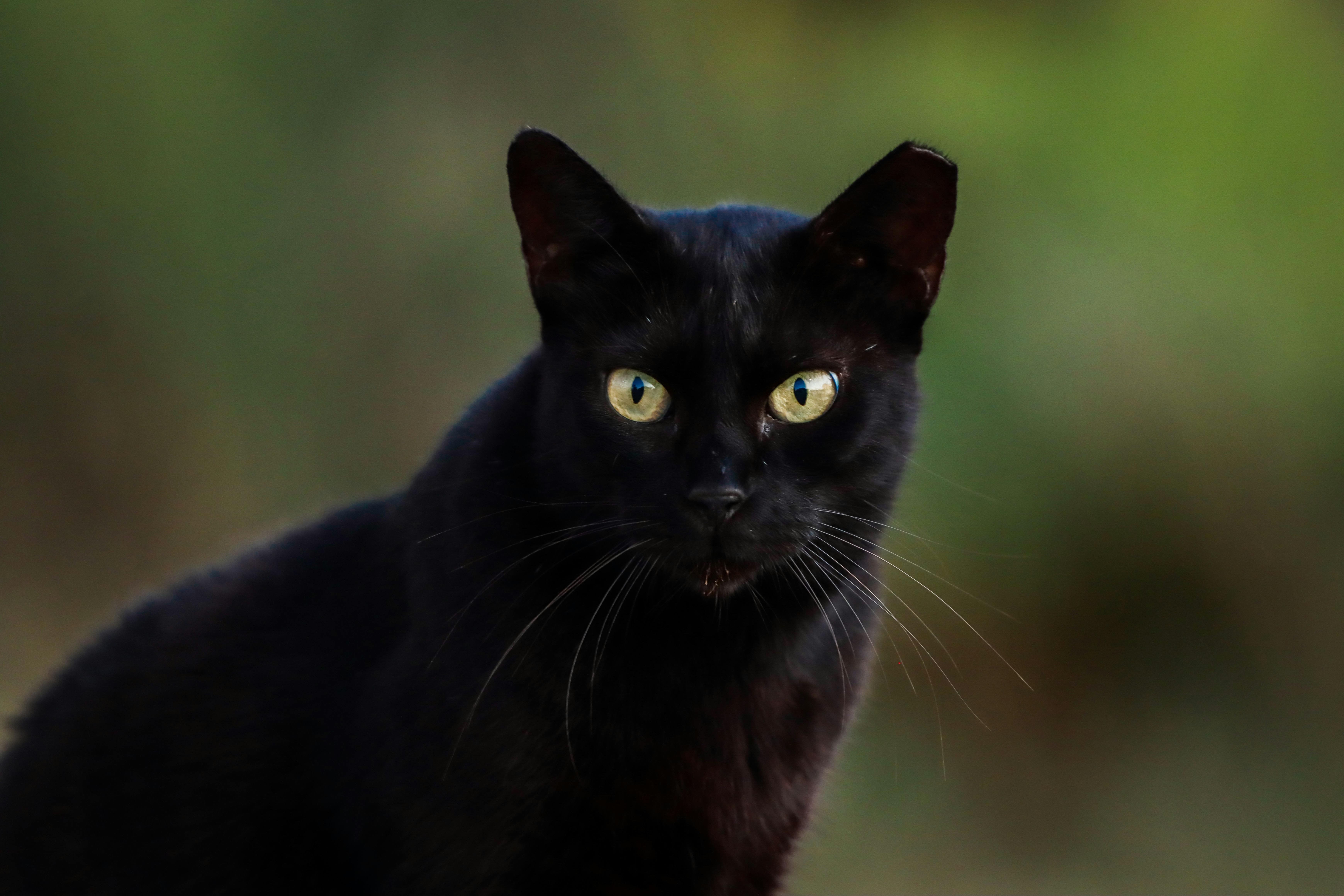 black cat