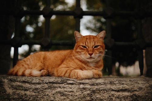 Free A ginger cat lying comfortably on a stone in an outdoor setting, exuding calmness and curiosity. Stock Photo
