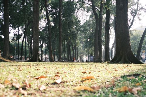 Free A tranquil park view in Hồ Chí Minh City with scattered fallen leaves and tall trees. Stock Photo
