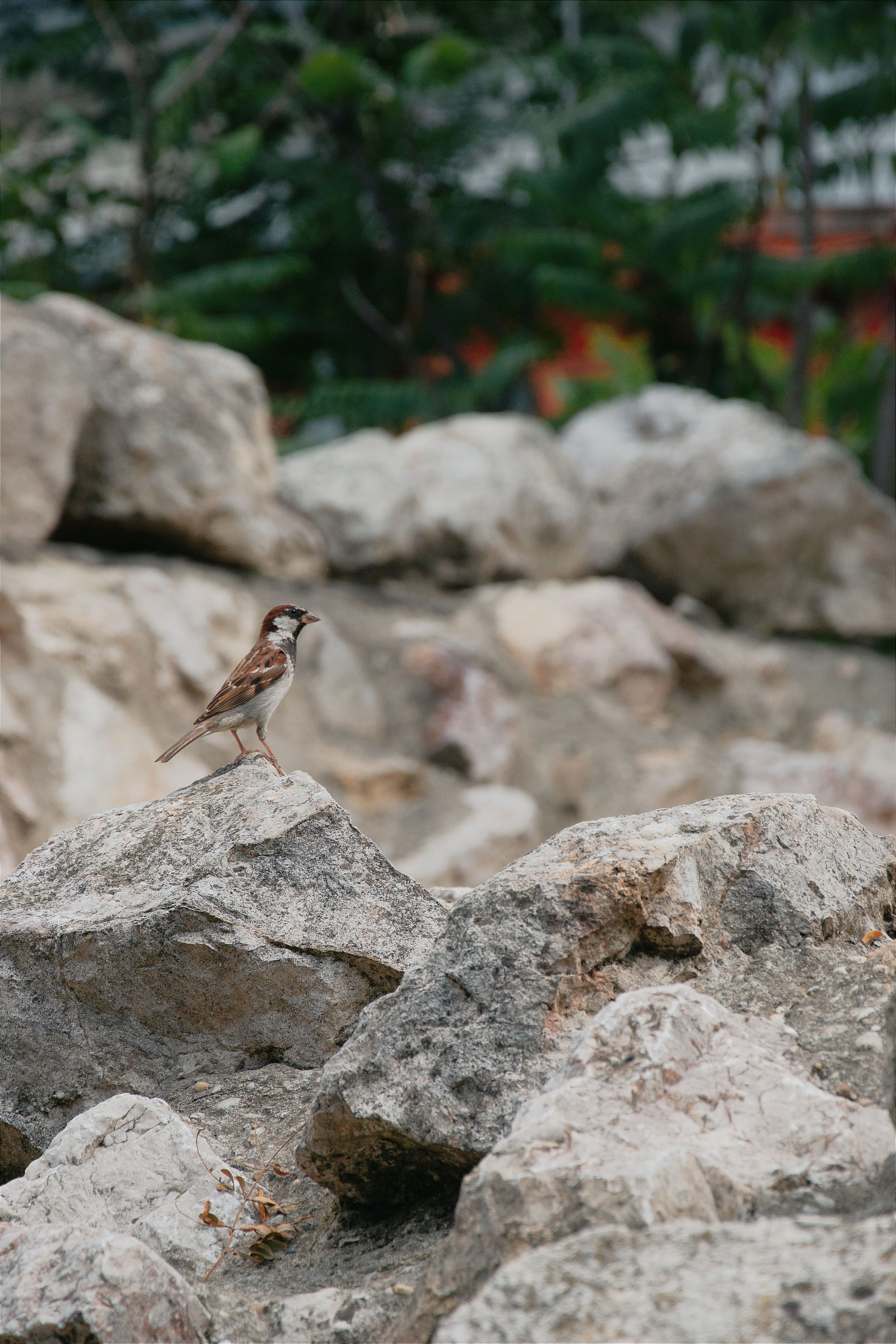 A bird is standing on some rocks · Free Stock Photo