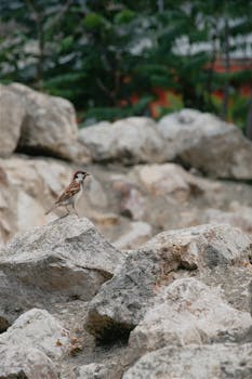 A sparrow perched on rocks amidst a natural outdoor landscape in Hungary.
