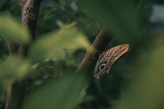 A detailed shot of a moth resting on a tree branch surrounded by green foliage.