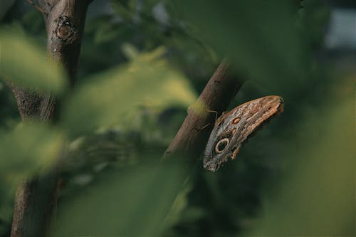 Free A detailed shot of a moth resting on a tree branch surrounded by green foliage. Stock Photo