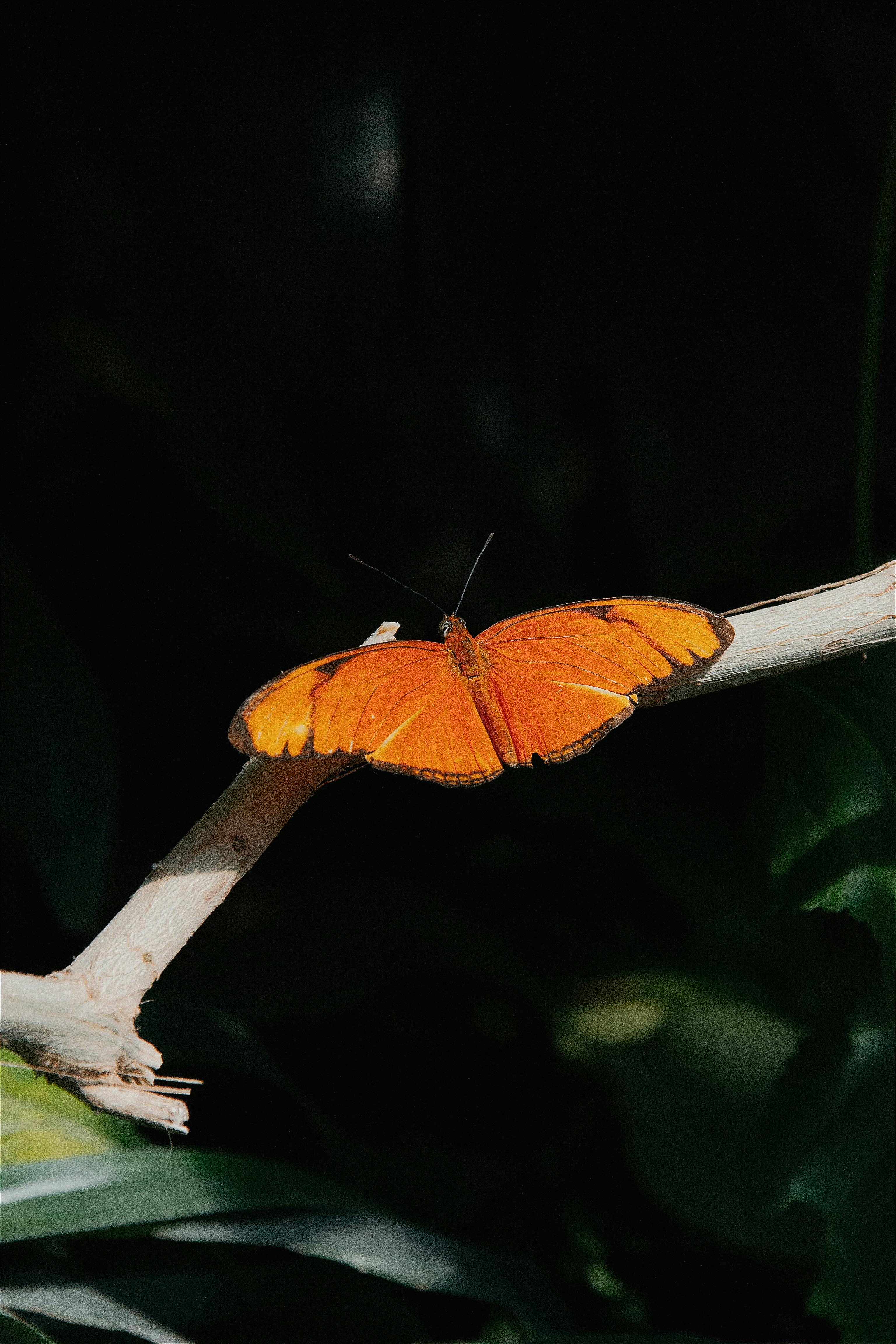 a small orange butterfly sits on a branch