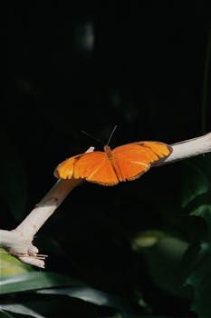 Bright orange Julia butterfly (Dryas iulia) resting on a branch with lush greenery.