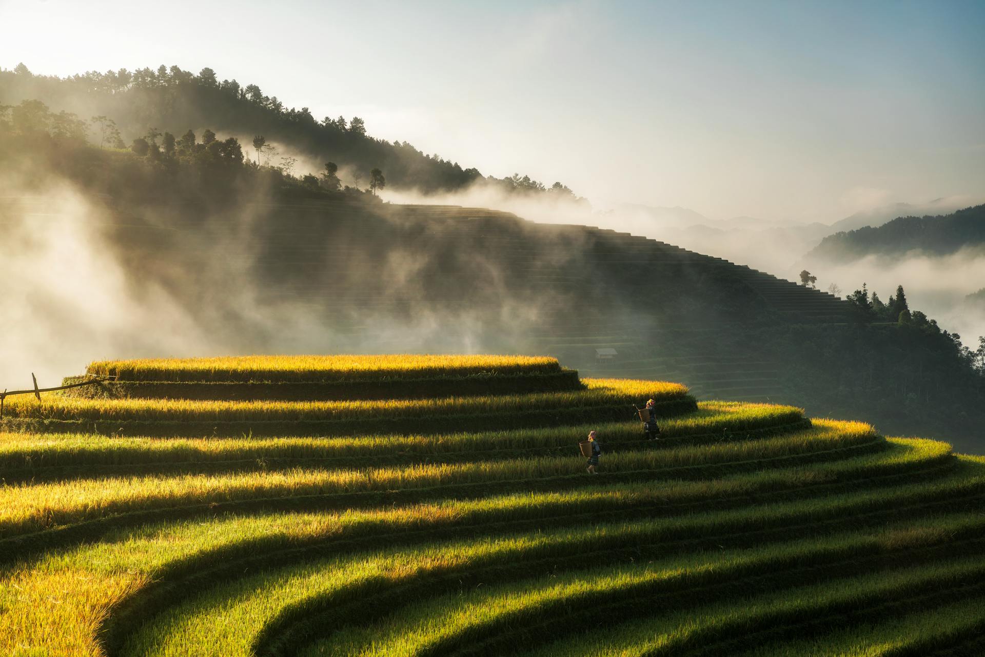 The Golden Raspberries in sunrise