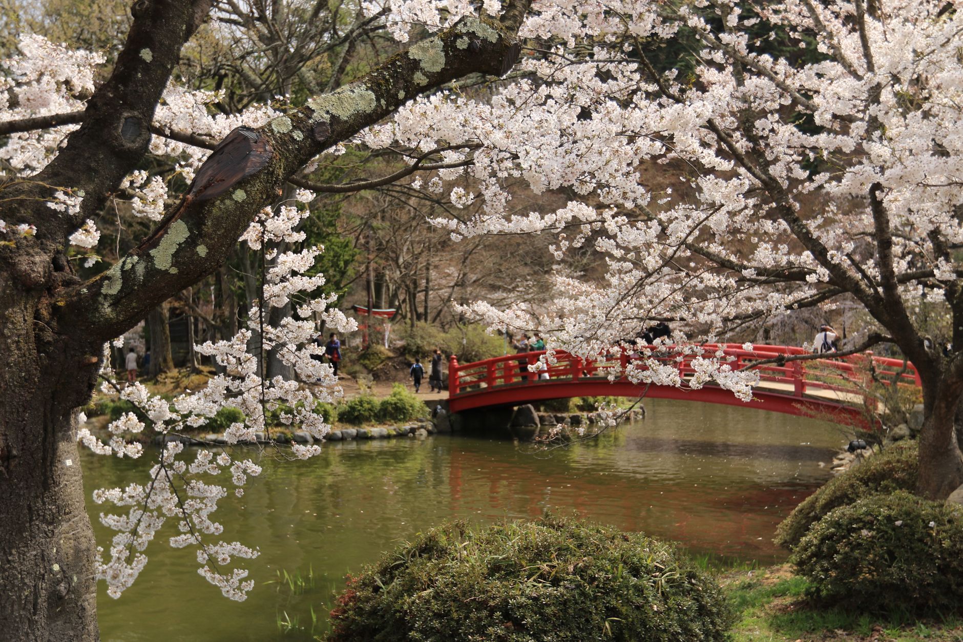 Hanami Kyoto