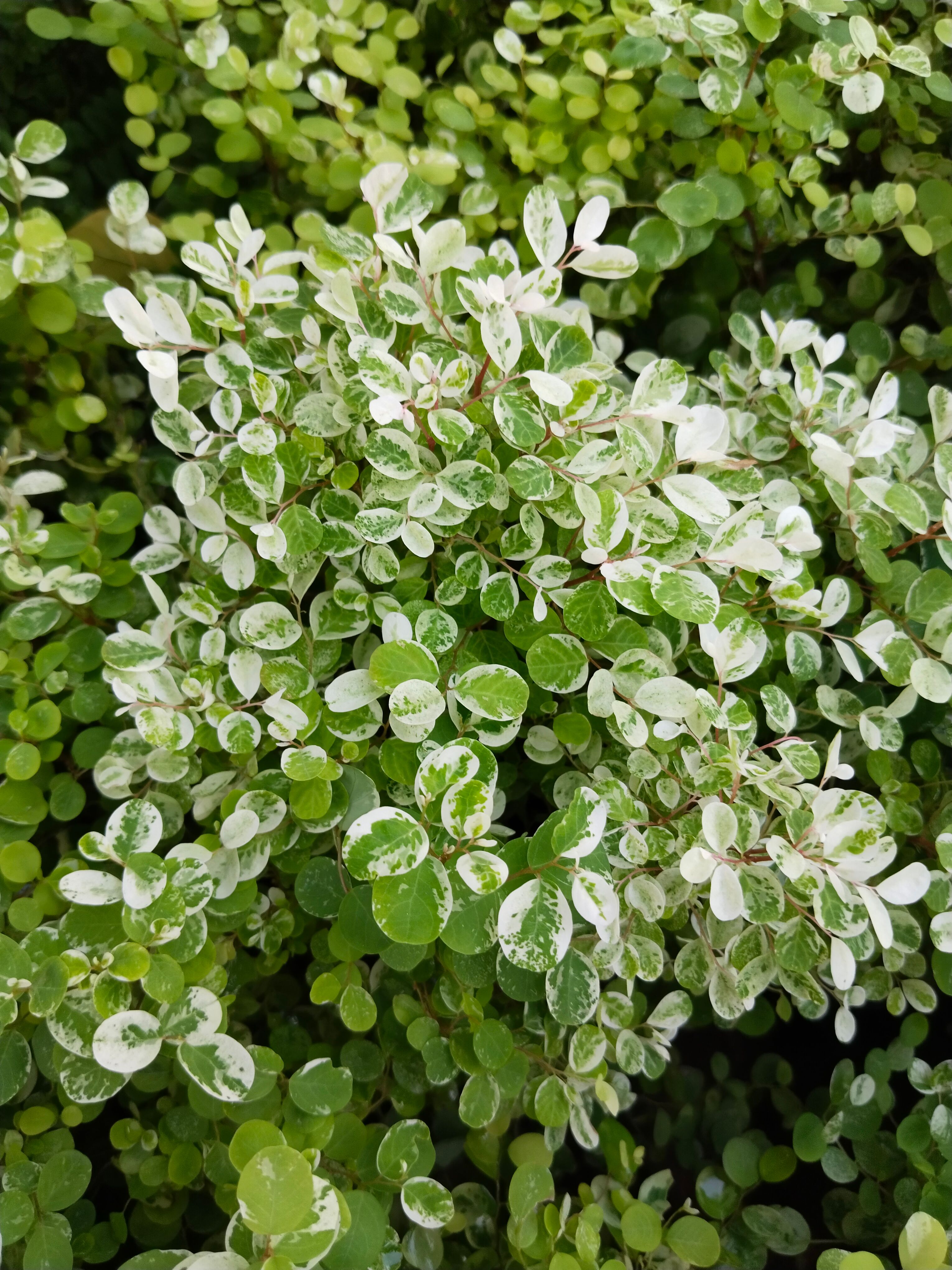 Close-up of lush green foliage featuring variegated leaves, showcasing natural growth and freshness in an outdoor garden setting.