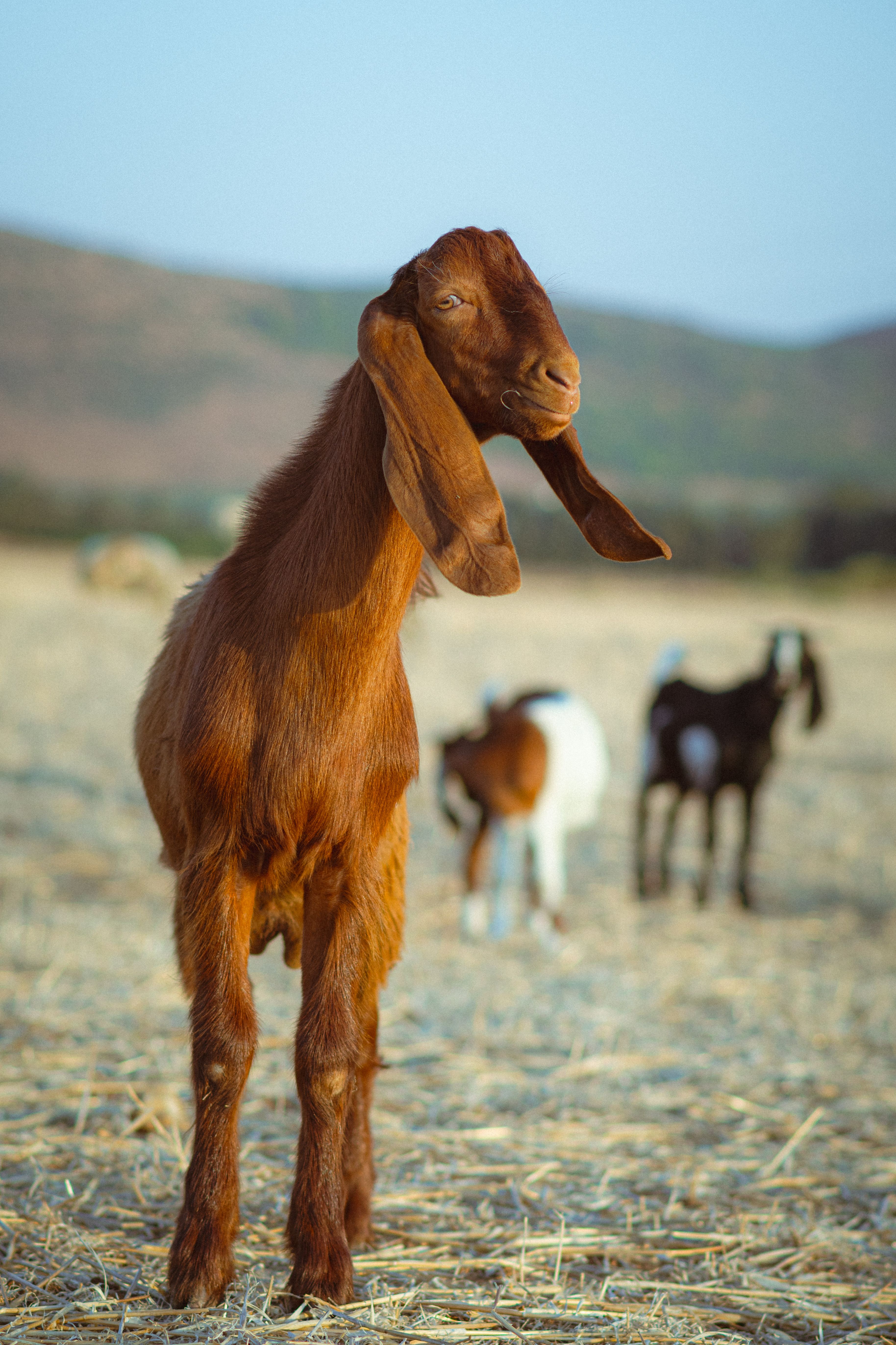Red Goat · Free Stock Photo