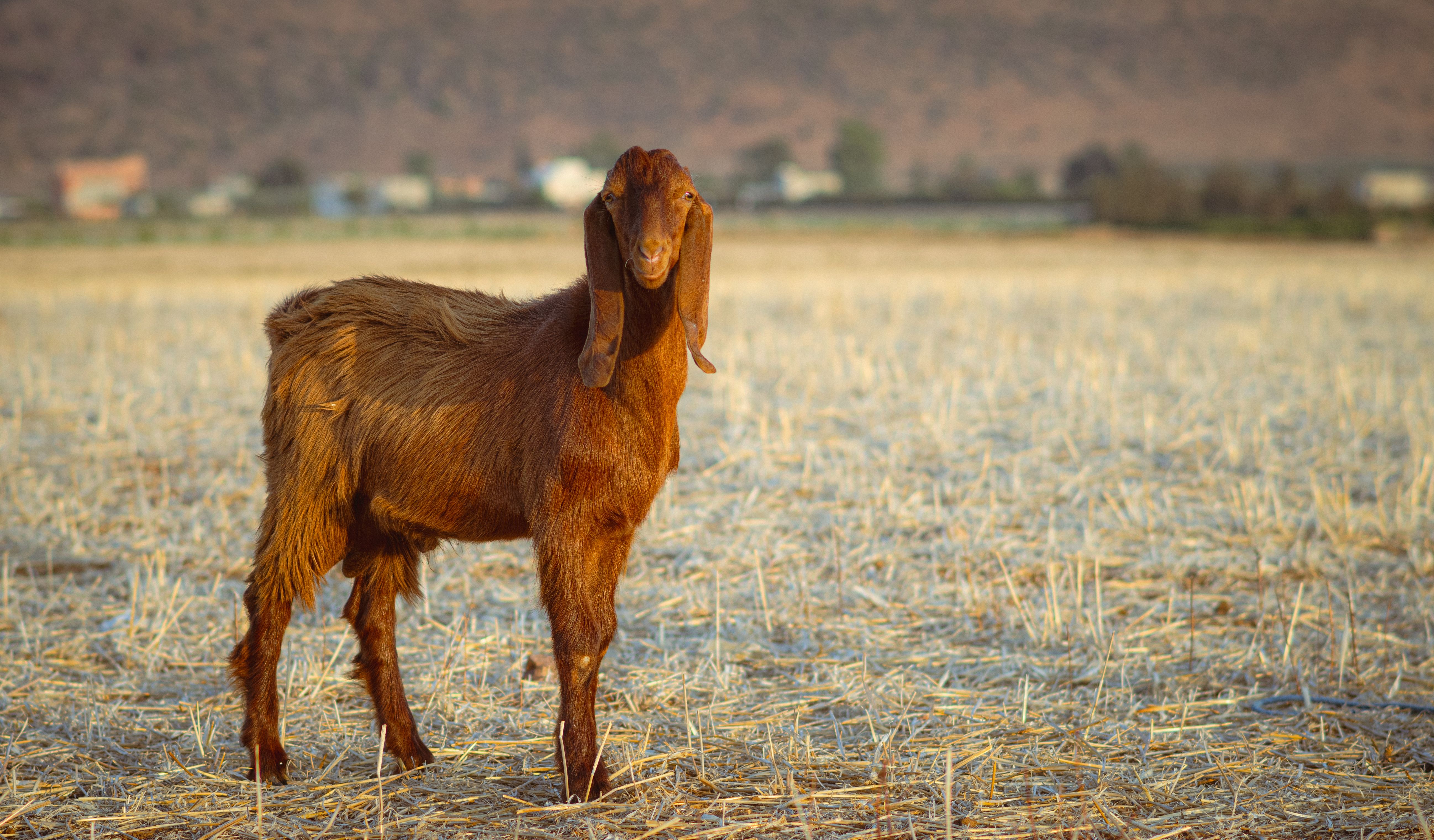 Red Goat · Free Stock Photo