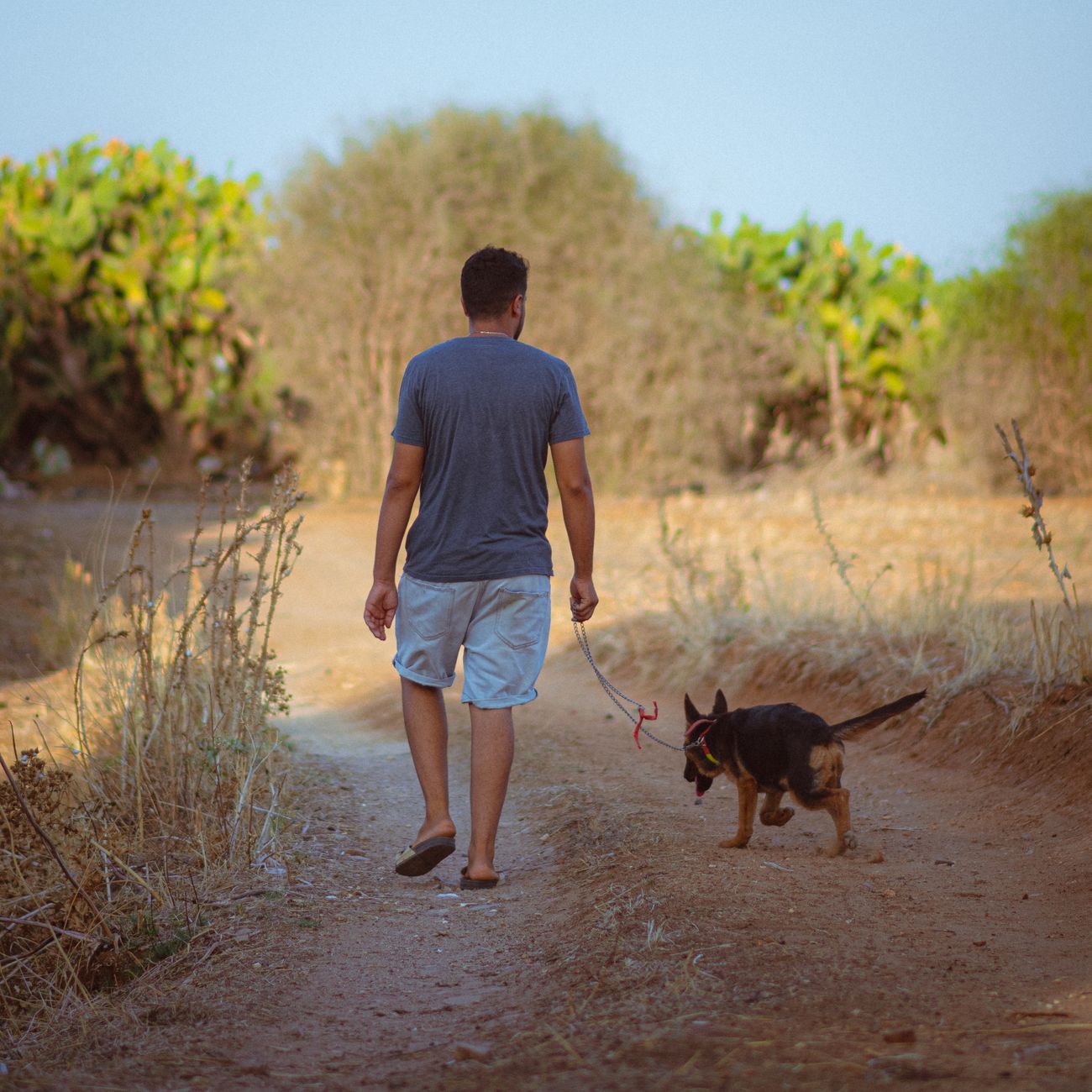 A man strolls with his dog through a serene rural path in Jendouba, Tunisia, on a sunny day.