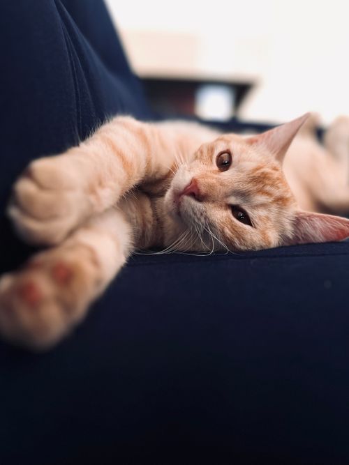 Free A cute ginger kitten lounging comfortably on a blue sofa, looking playful and content. Stock Photo