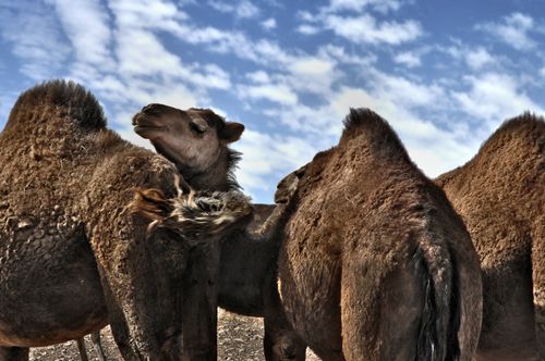 Free Group of camels in a desert setting under a clear blue sky. Stock Photo