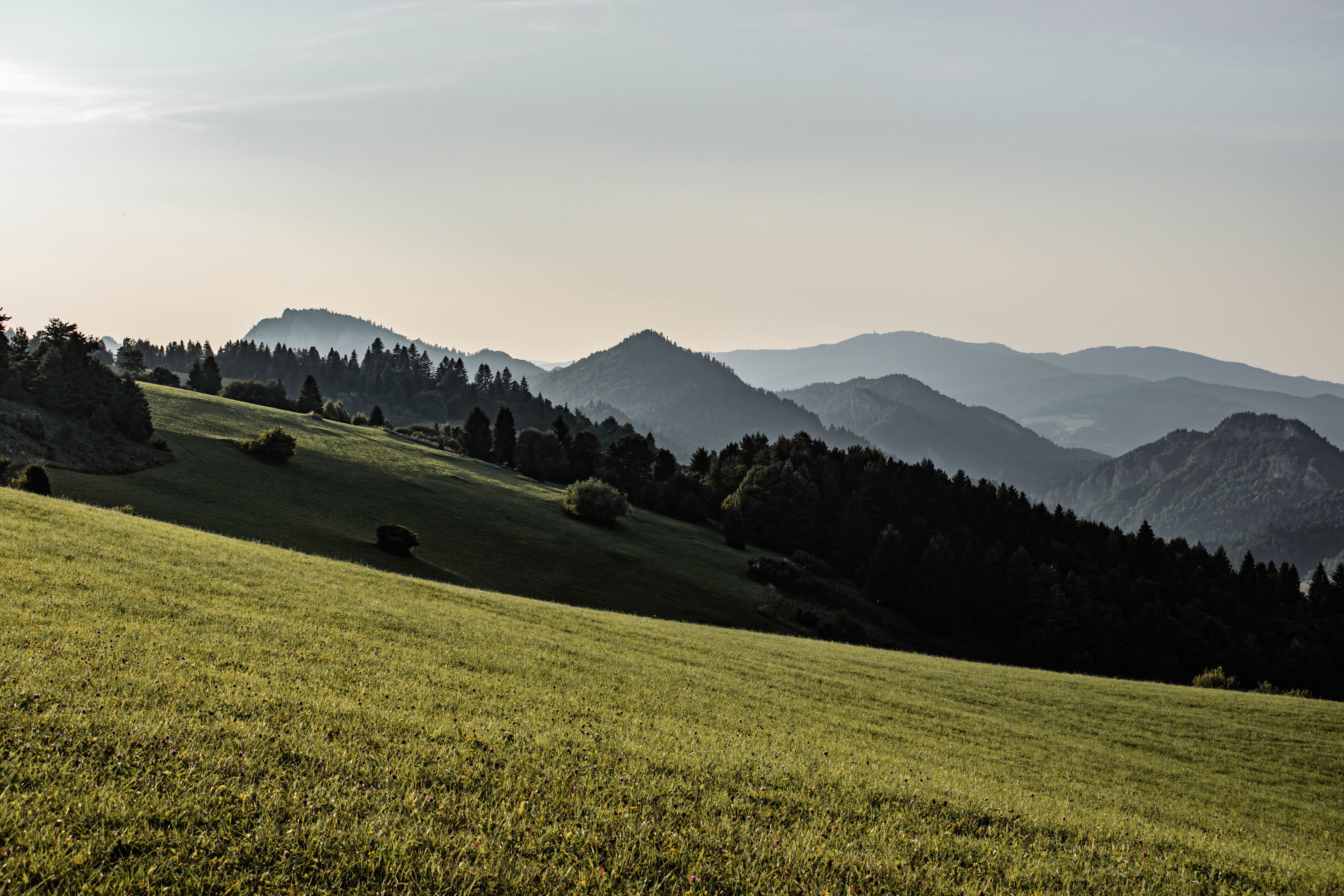 Naturlandschaft mit Wald und Wiesen in sanftem Morgenlicht