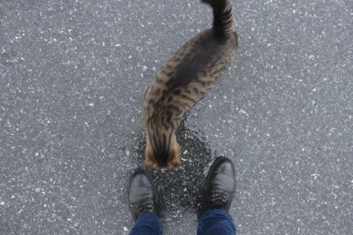 Free Süzülen Kedi Stock Photo
