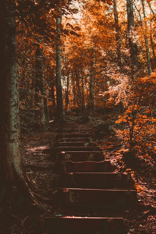 Brown Trees Near Stairs