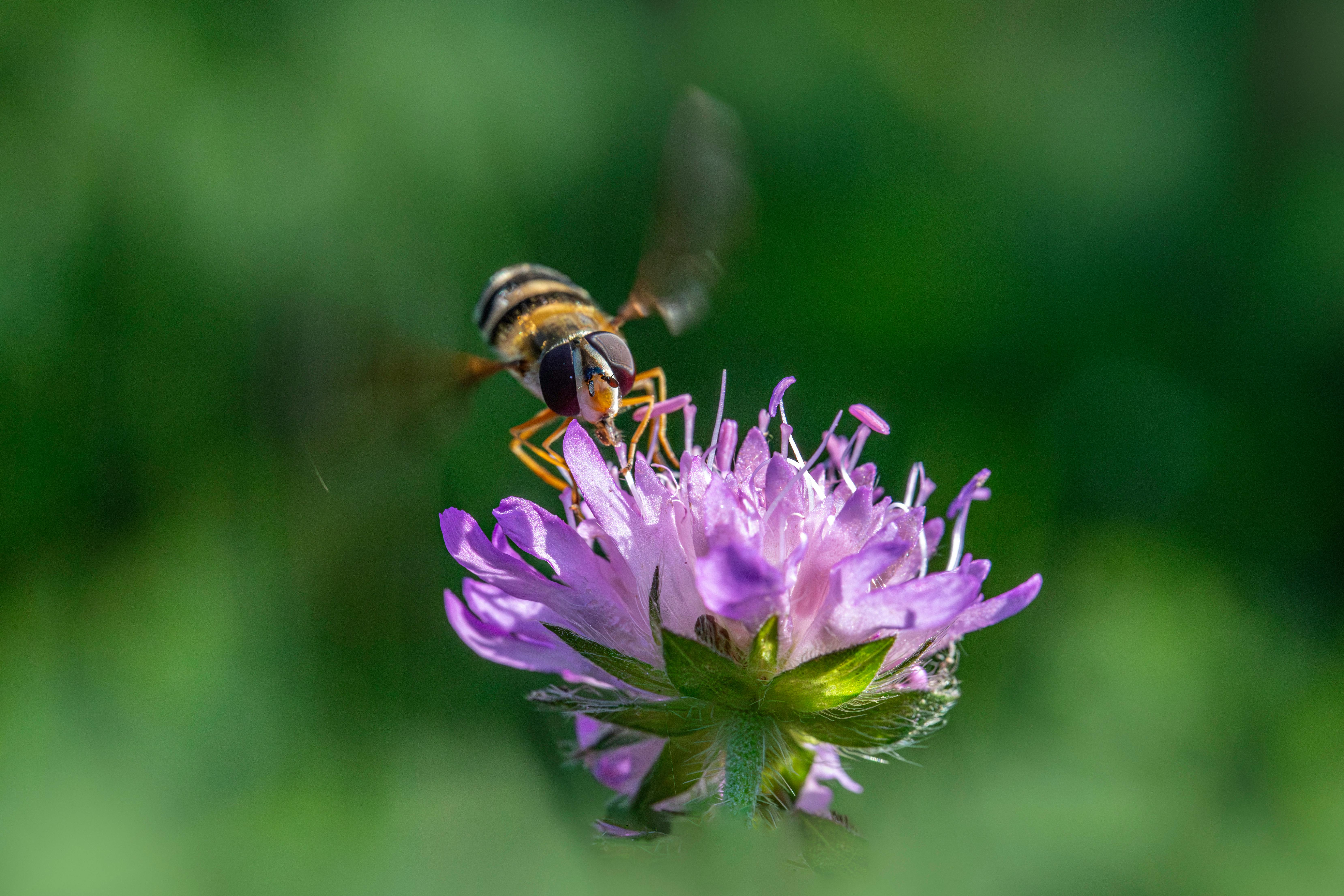 Close-up of a hoverfly collecting nectar from a purple flower in a lush summer garden.