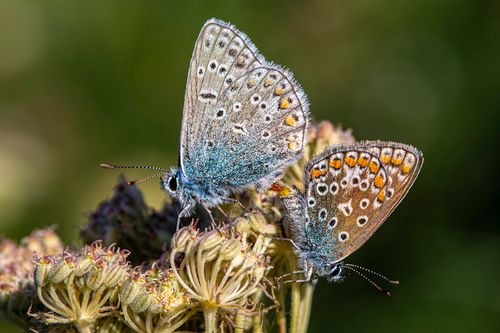 Free Two common blue butterflies (Polyommatus icarus) perched delicately on wild flowers in a summer setting. Stock Photo