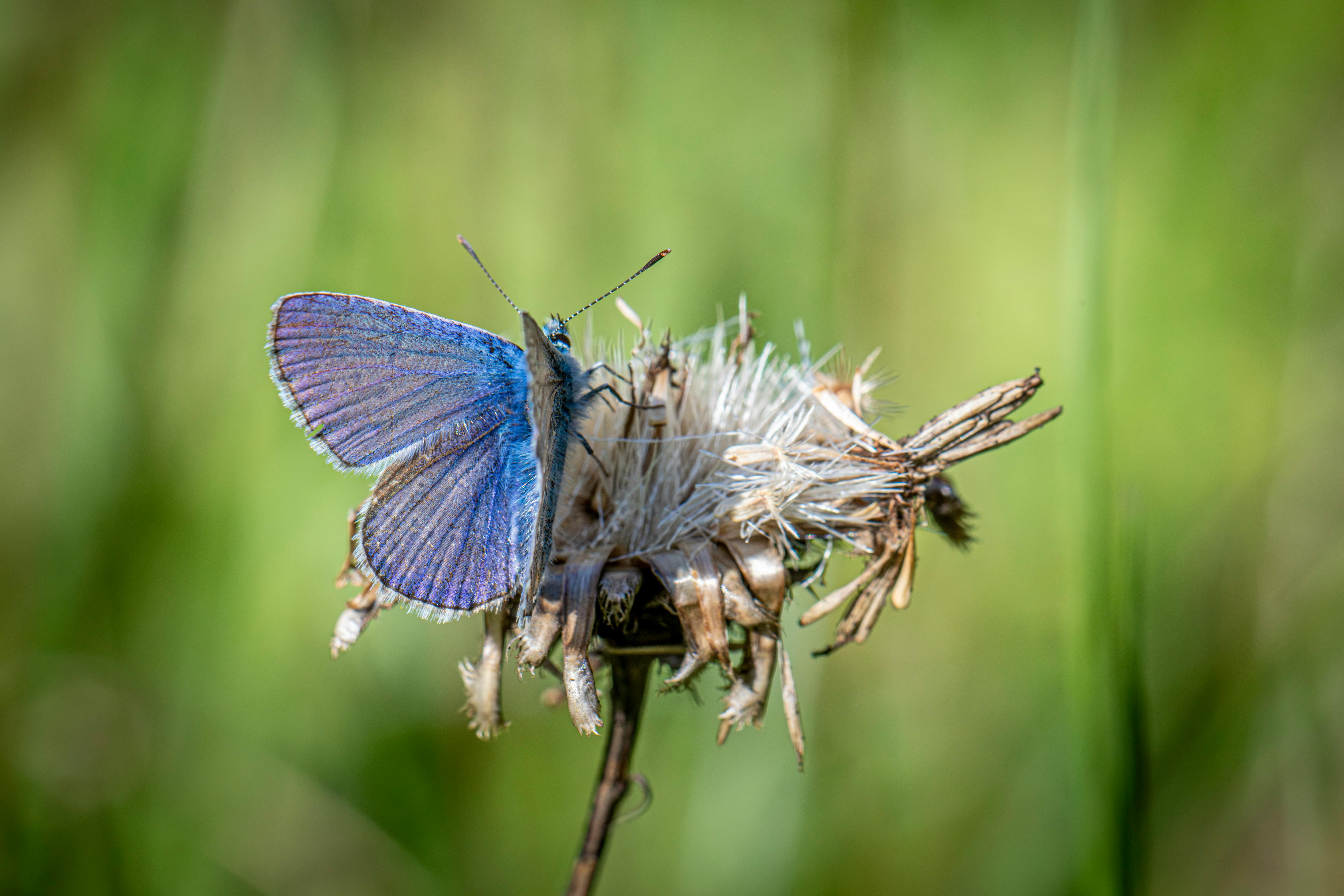 a blue butterfly on a thistle flower in a field