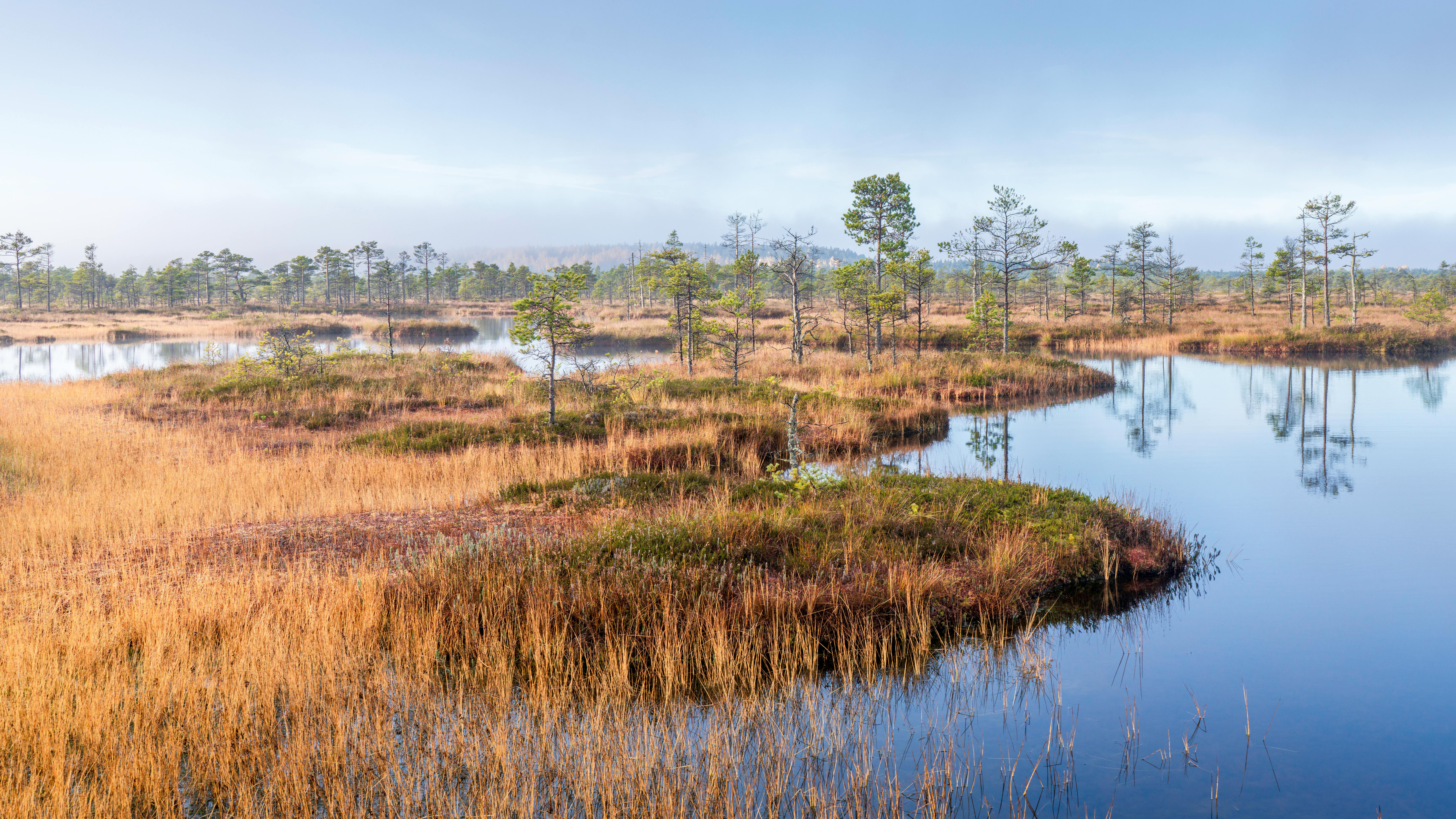 golden hour in bog