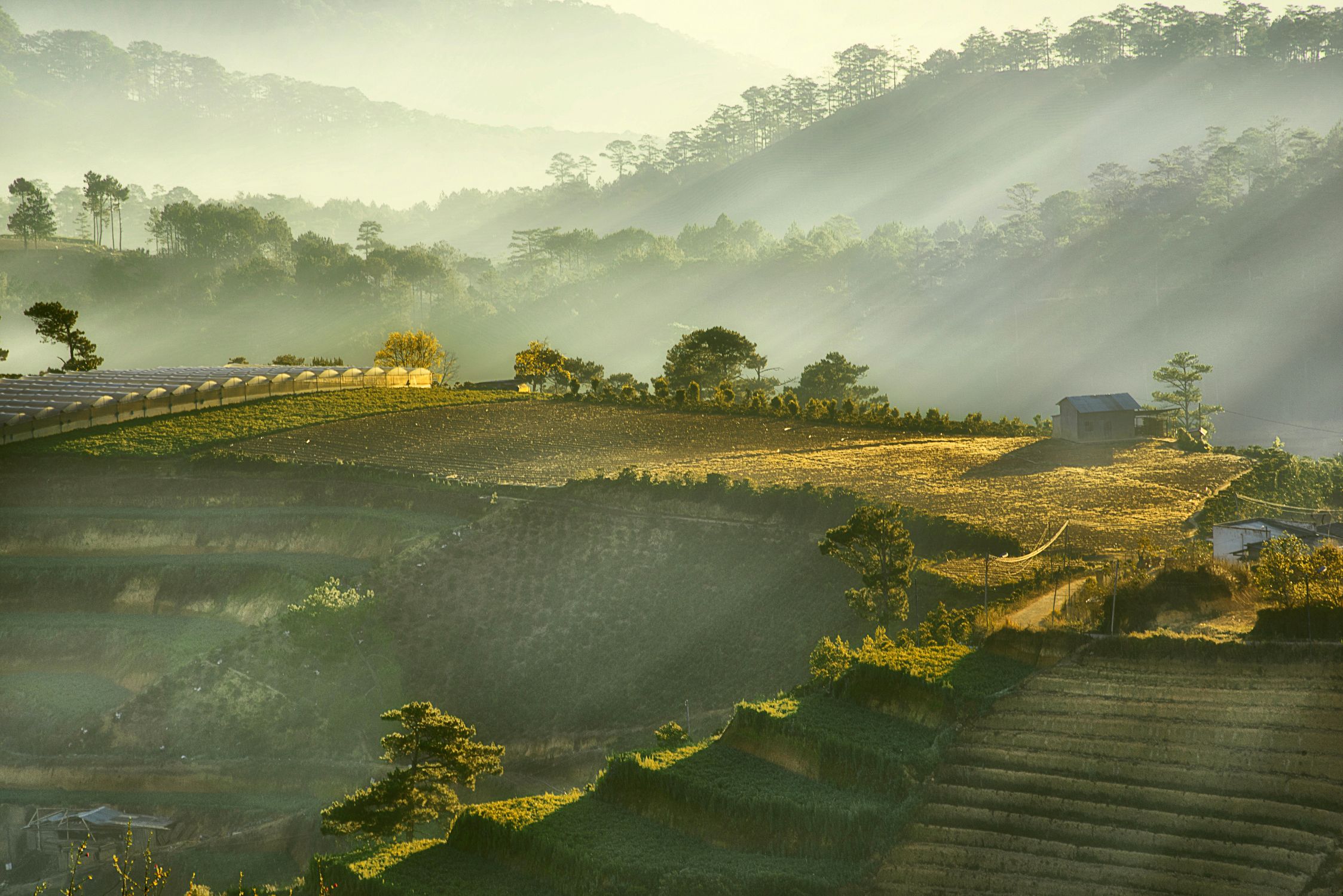 Over Rice Field A beautiful sunrise over rice fields · Free Stock Photo