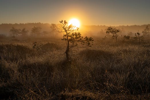 A tranquil sunrise illuminates a misty bog, showcasing silhouettes of trees in a golden light.