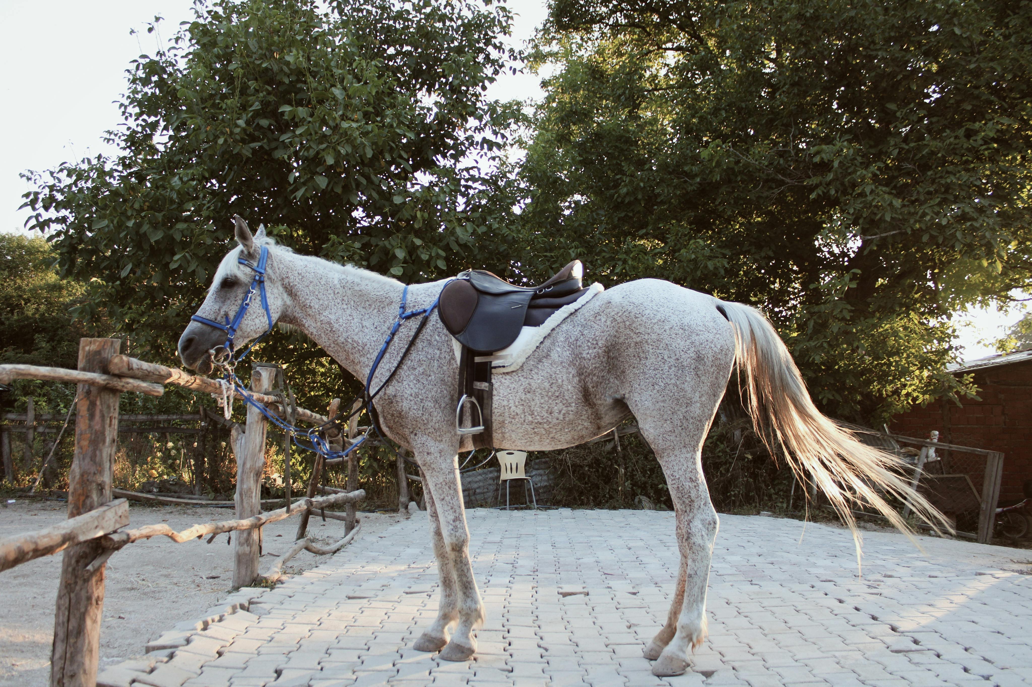 a horse standing in a fenced area with a saddle on