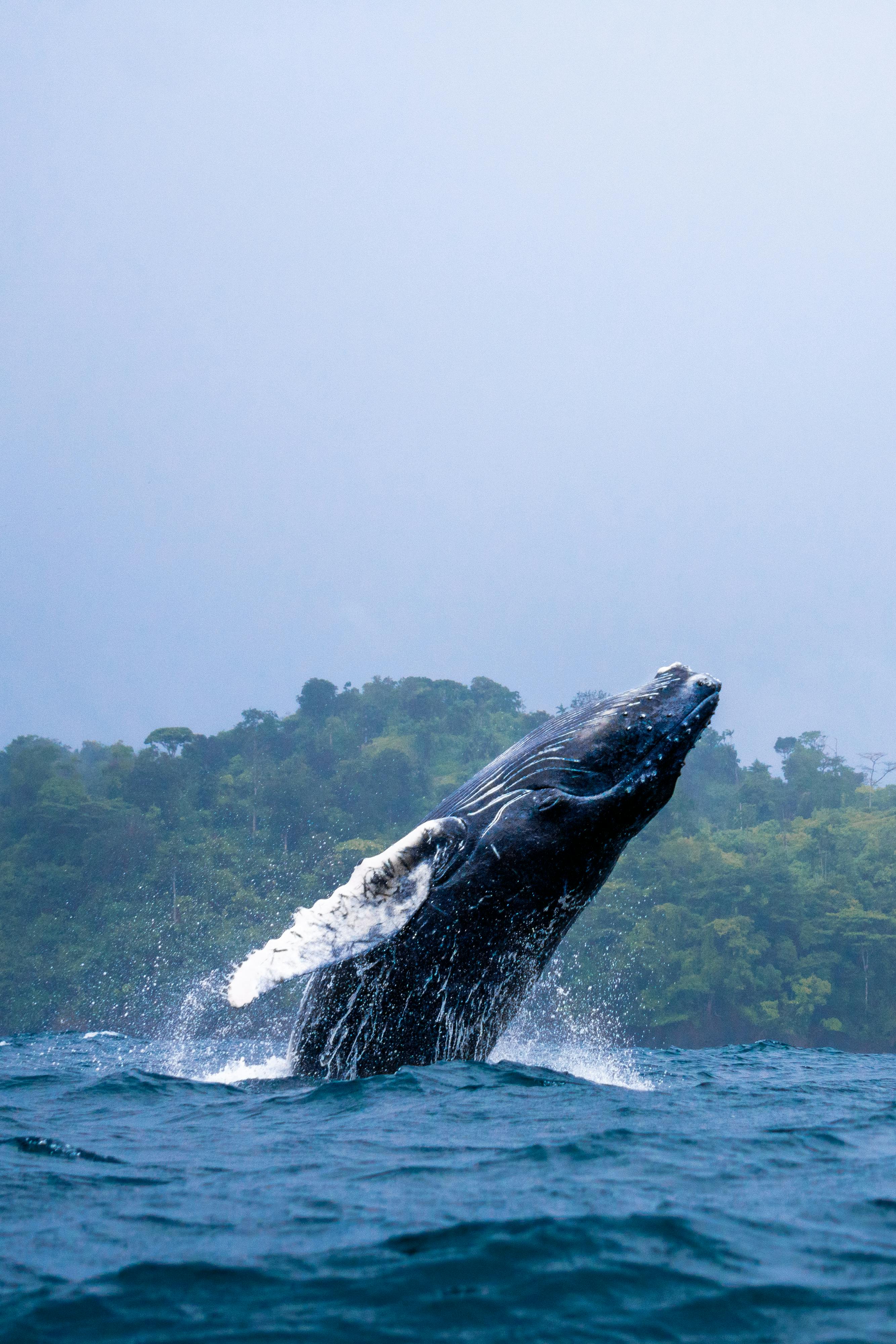 Majestic humpback whale breaching in ocean near Mecana, Chocó, Colombia.