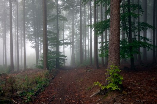 Misty forest path with sunbeams filtering through tall trees on a foggy morning.