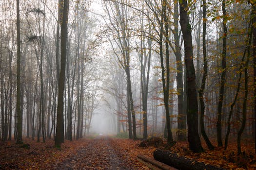 A tranquil misty autumn forest path covered in golden leaves and enveloped by fog.