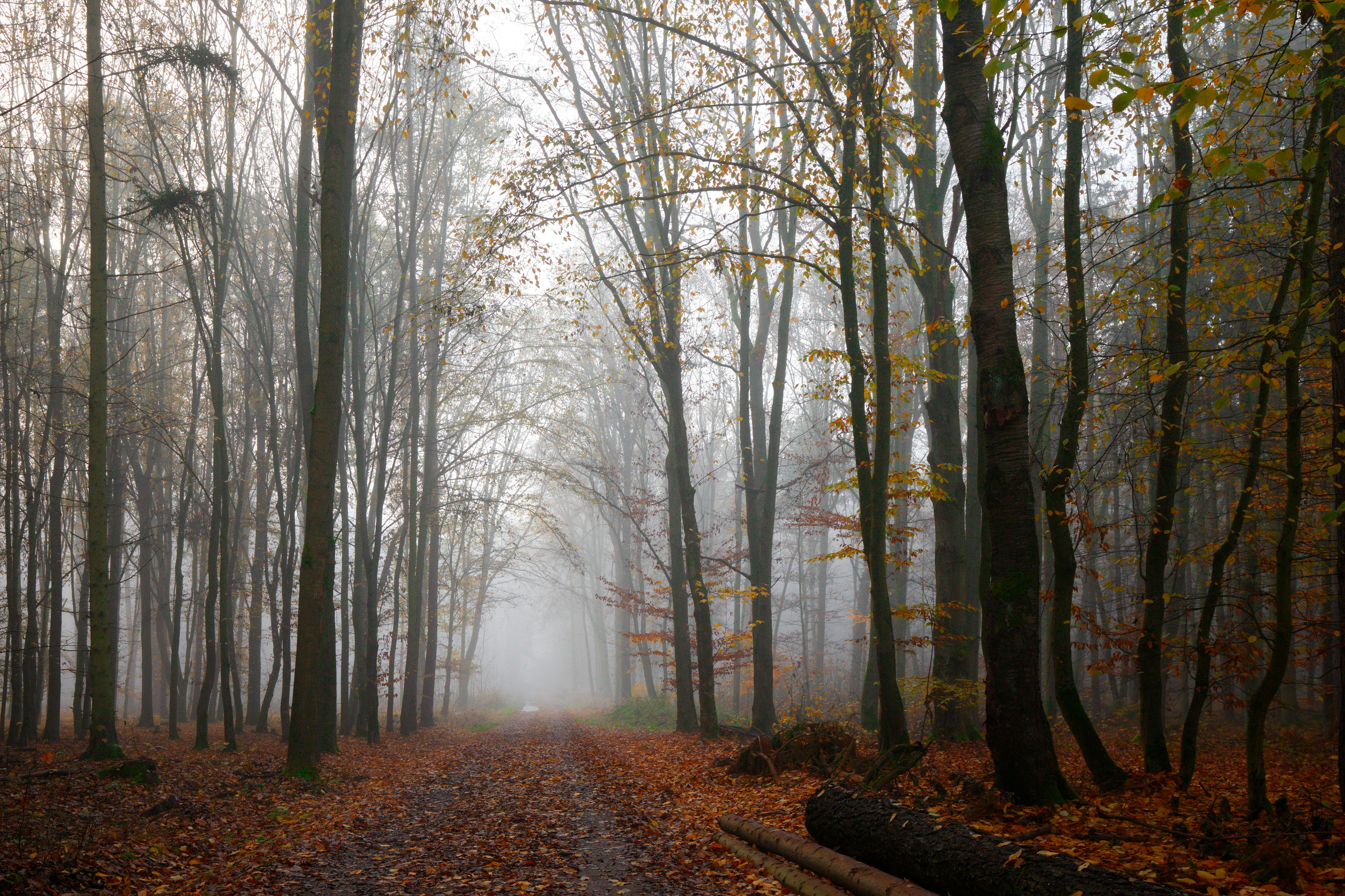 podzimní les · Free Stock Photo