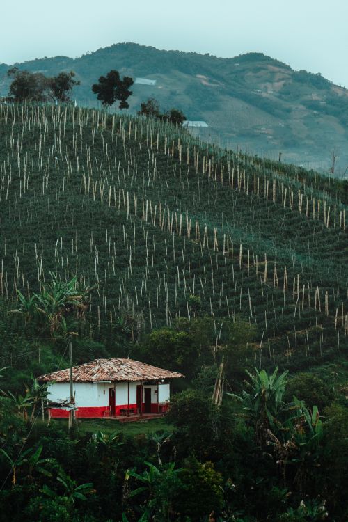 Free Charming red and white farmhouse in lush, cultivated hills of Peñol, Antioquia, Colombia. Stock Photo