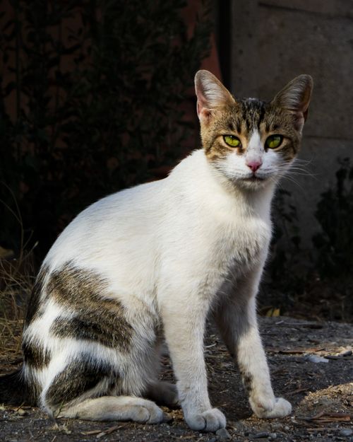 Free A cute tabby and white cat sitting outdoors in natural lighting, showcasing its curious expression. Stock Photo