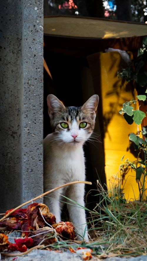 Free A curious domestic cat peeks out from a sunlit urban outdoor shelter surrounded by plants. Stock Photo
