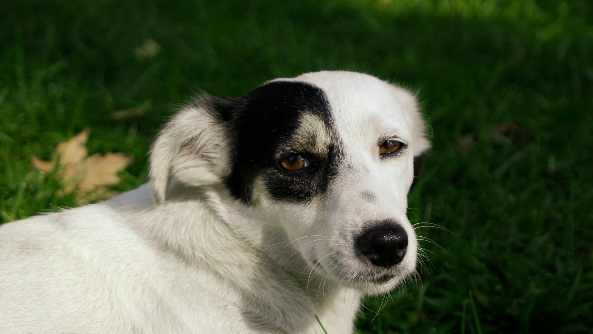 A dog with black and white markings sitting in the grass