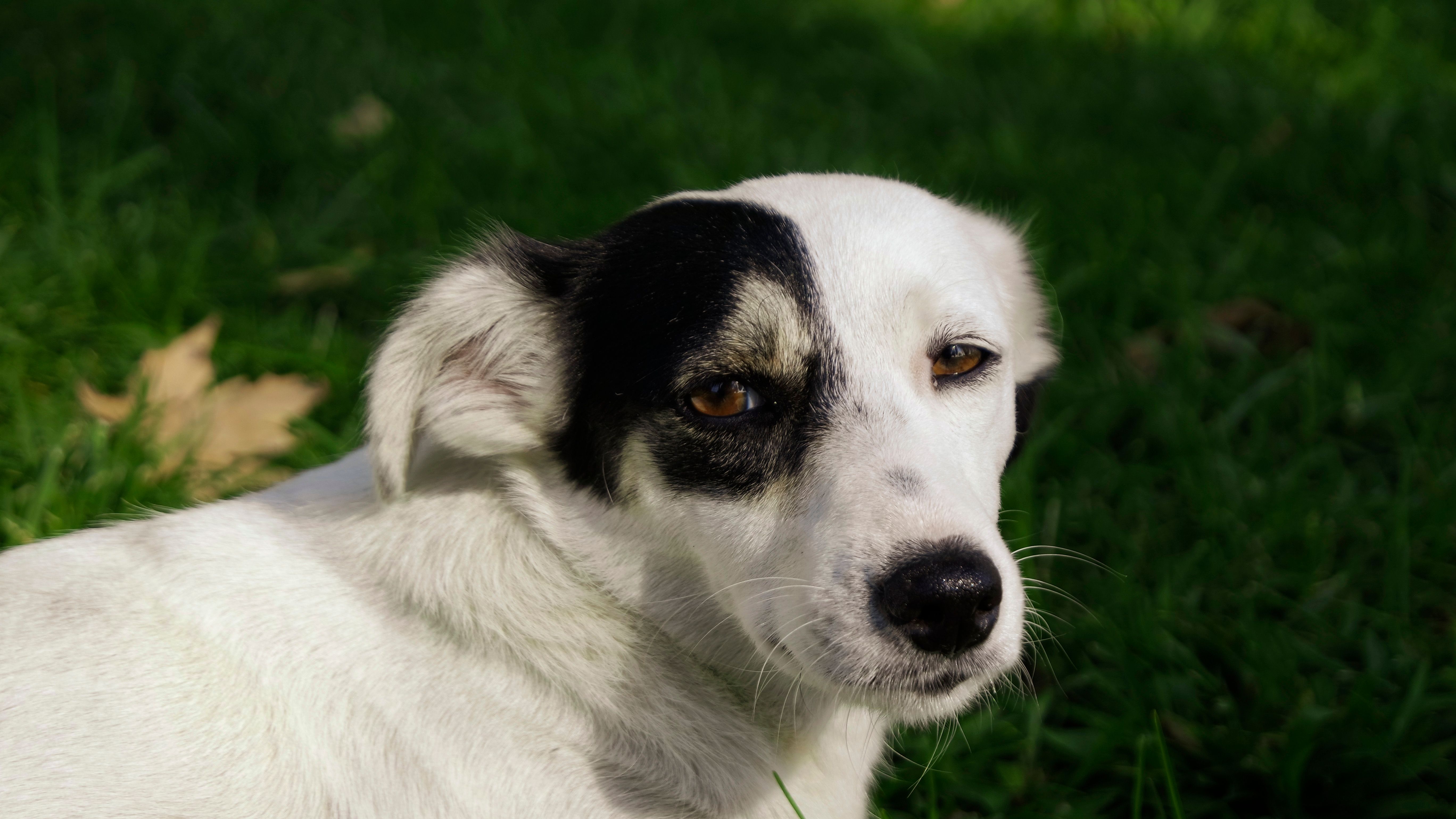 A dog with black and white markings sitting in the grass · Free Stock Photo