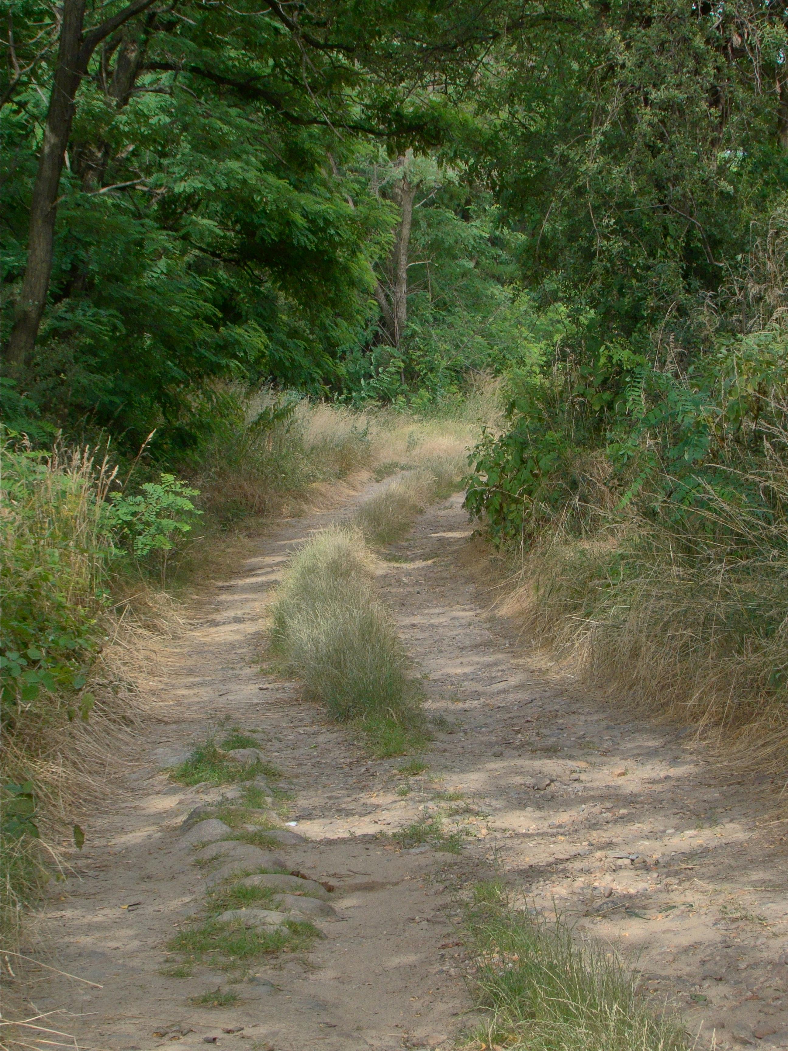 a dirt road that is surrounded by trees