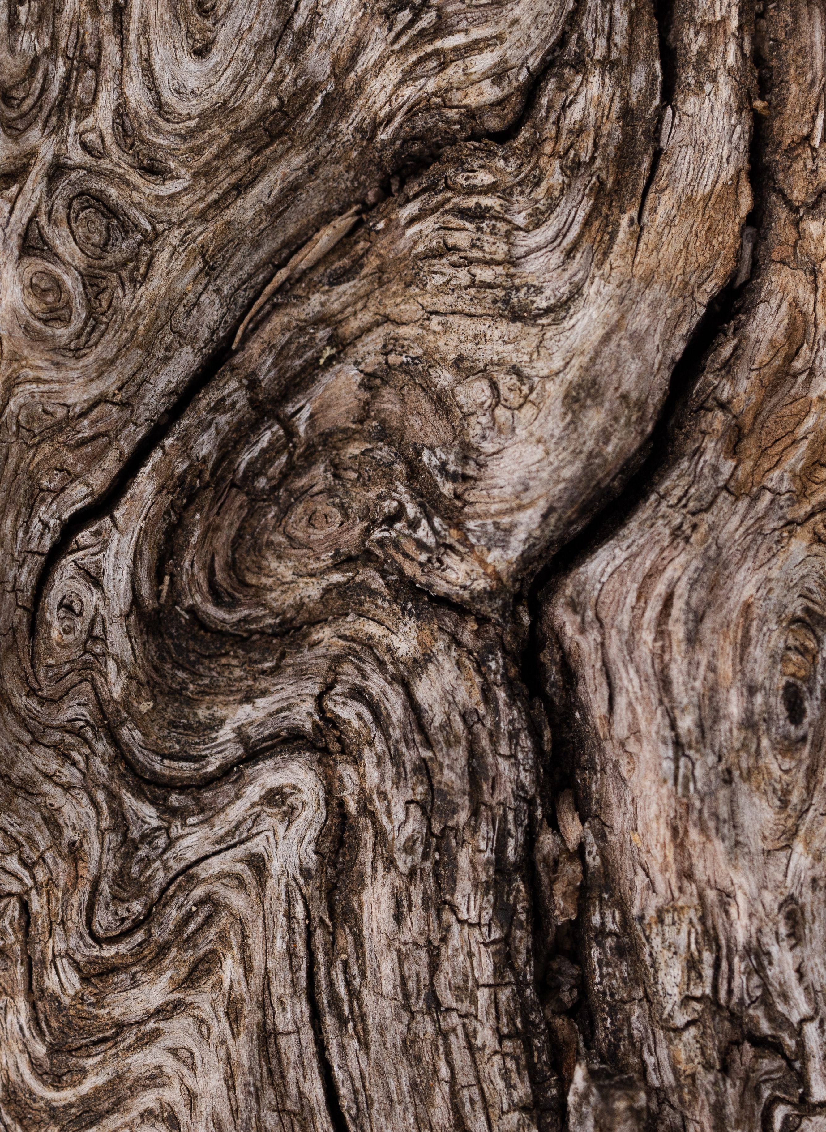 A close up of a tree trunk with a pattern · Free Stock Photo