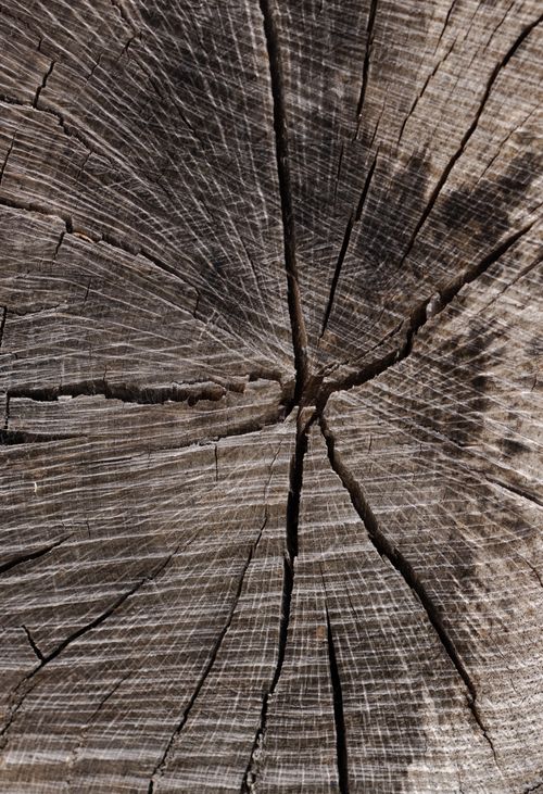 Free Detailed macro shot of a weathered tree stump showcasing natural patterns and textures. Stock Photo