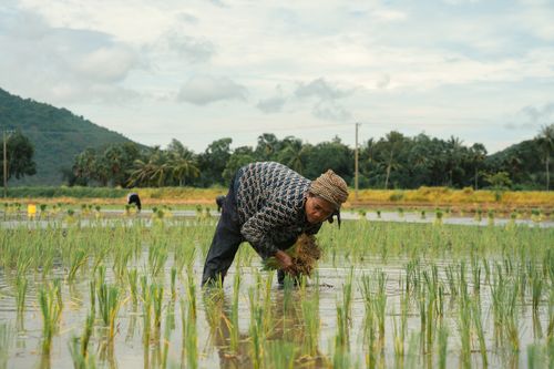 Free A farmer diligently planting rice in a lush, water-filled field against a scenic backdrop. Stock Photo