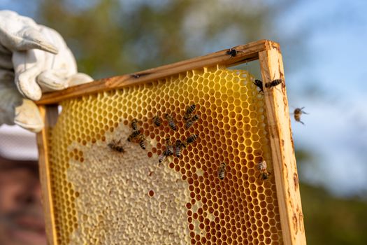 A hive frame covered in bees and fresh honeycomb