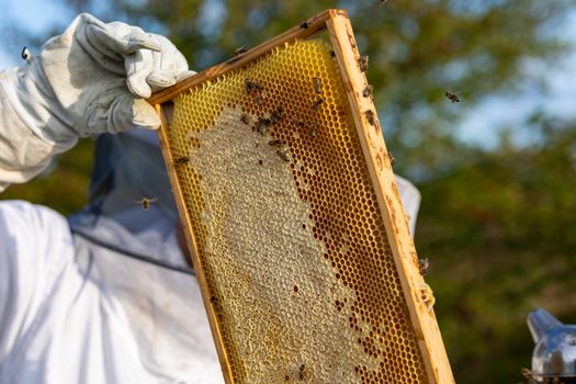 honey bees produce