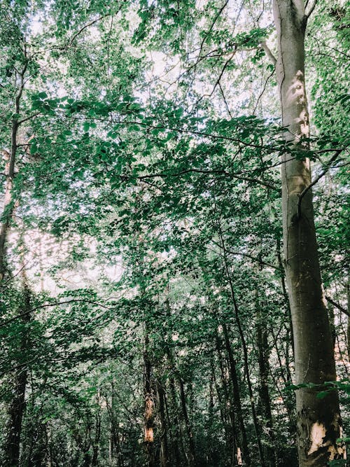 Ingyenes stockfotó alacsony szögű felvétel, erdő, faágak témában