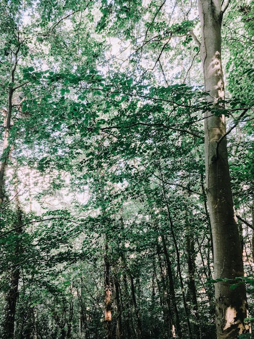 Green and Black Trees