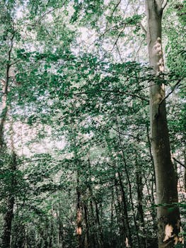 阳光透过郁郁葱葱的树冠，为森林营造出宁静的氛围