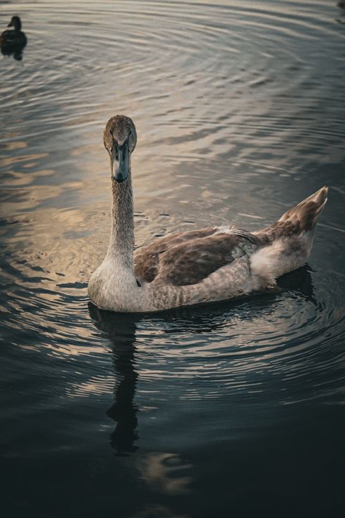 Free Elegant swan swimming on a tranquil lake at dusk, reflecting the peaceful atmosphere. Stock Photo