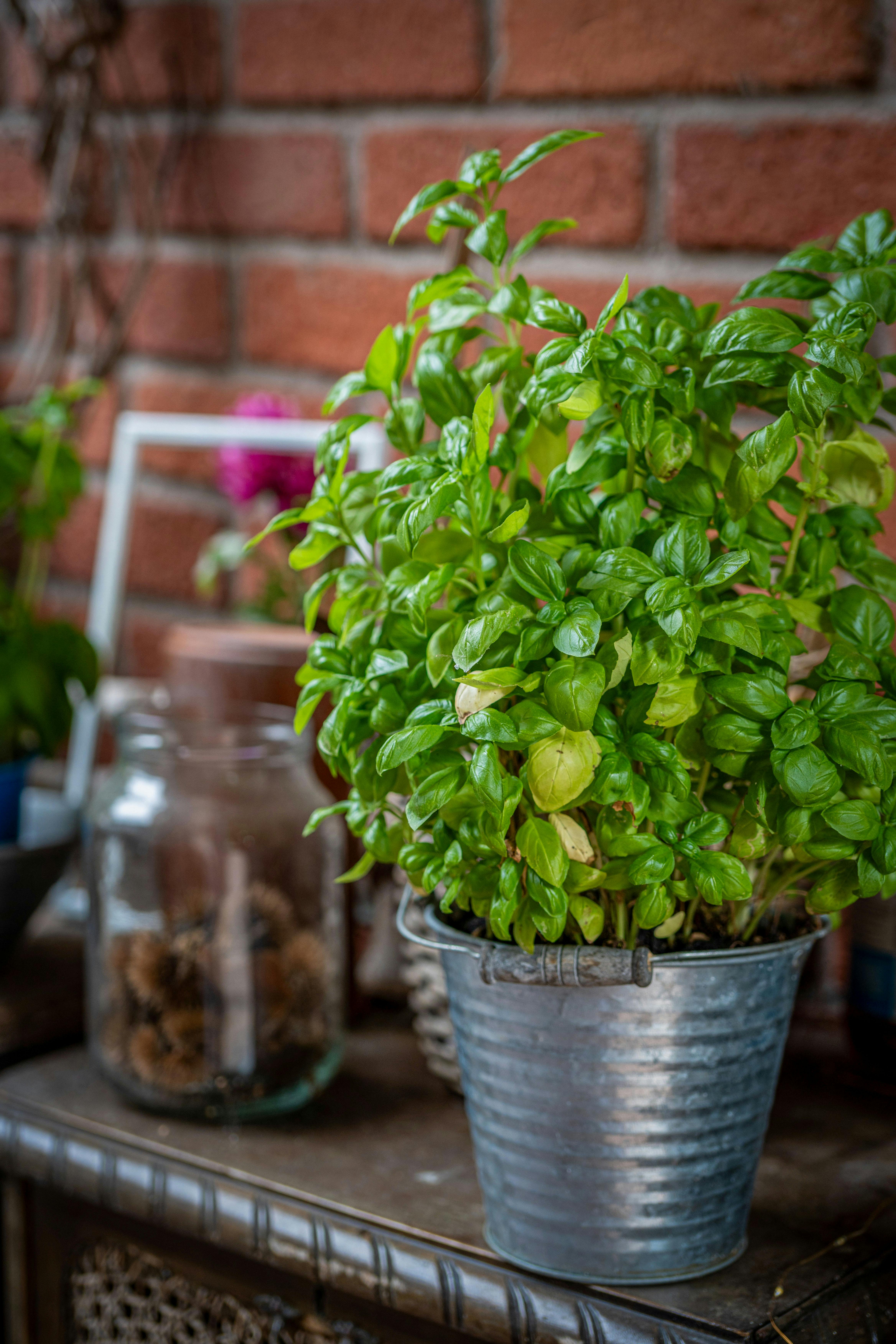 healthy potted basil plant UK