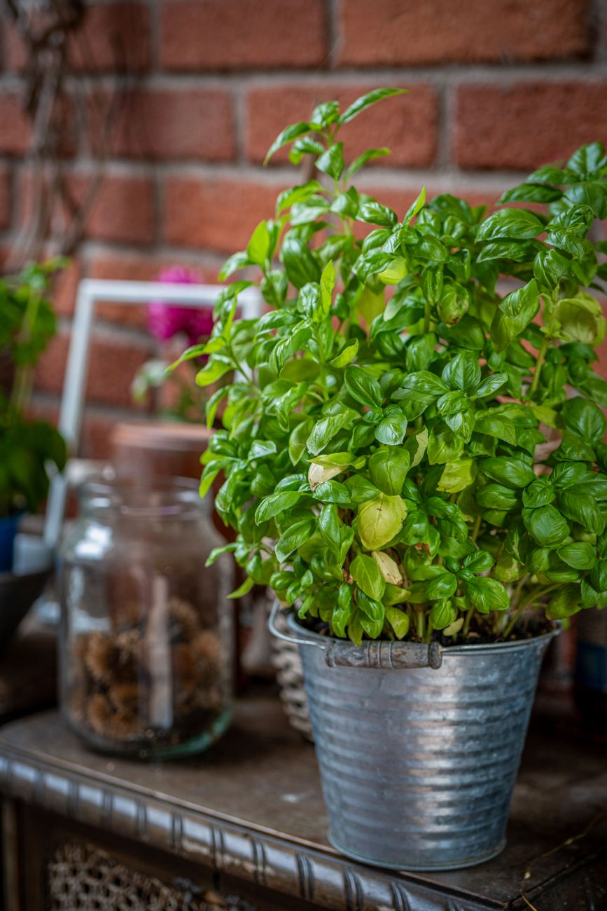healthy potted basil plant UK