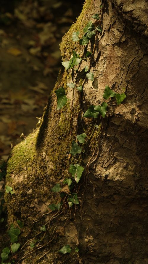 Free Close-up of moss and ivy climbing a rough tree trunk in a woodland setting. Stock Photo
